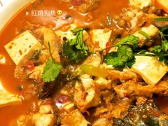 -煲来饱去冷水鱼