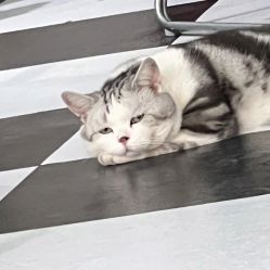 -众刺纹画·纹身·穿孔饰品·海娜定制