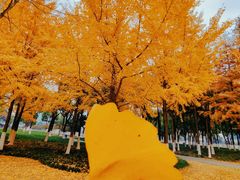 -西北湖绿化广场