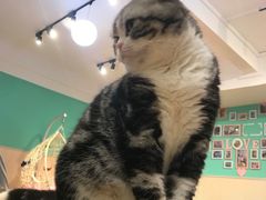 -绒爪撸猫下午茶·猫咖