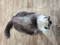 -猫小主咖啡·猫咖cat cafe(福田店)