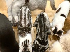 -有喵·猫咖·狗咖·30几只猫10只小狗(岗厦店)