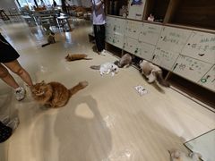-藏猫猫咖啡主题馆(中央大道店)