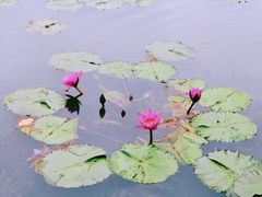 -云溪植物园