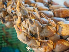 -大湾区中央湿地公园-十九涌