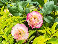 -人民公园(罗湖区)