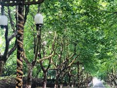 -宜兴龙背山森林公园