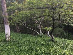 -青枫公园