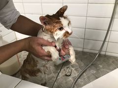 -帕帕拉兹宠物(亚洲旗舰店)