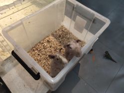 -Moni星球萌宠·小马宝莉·灵蛇·高端高阶全萌宠互动体验俱乐部(红豆国际广场店)