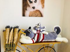 -Husky Go! 哈士奇体验馆·宠物咖啡厅狗咖