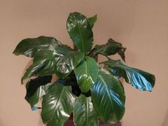 -上康中医脊椎理疗馆