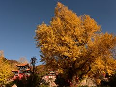 景点-遵化市禅林寺古银杏风景园