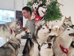 -Husky Go!哈士奇体验馆·宠物咖啡厅狗咖