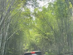 -海南热带野生动植物园
