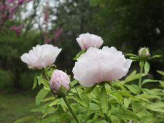 -洛阳市隋唐城遗址植物园