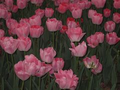 -洛阳郁金香牡丹园