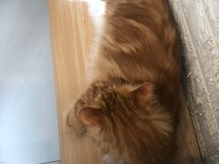 -平行世界·猫咖(首经贸店)