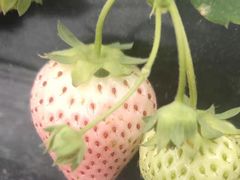 -喜杨洋草莓采摘园