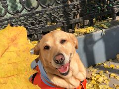 -PETKIT小佩宠物(古北店)