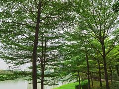 -广东花都湖国家湿地公园