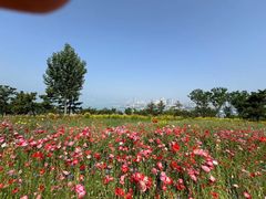 -小麦岛公园
