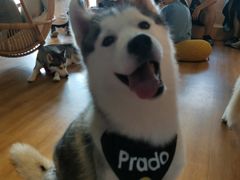 -Husky Go! 哈士奇体验馆·宠物咖啡厅狗咖
