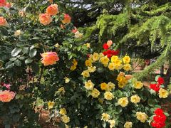 -国家植物园南园