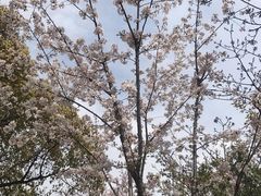 -新江湾城公园