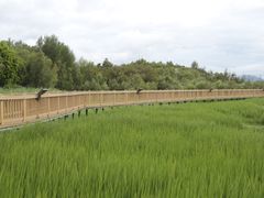 -洱海月湿地公园