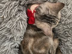 -凯特喵百思猫专科医院