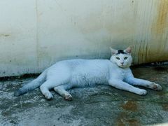 -原乡芦茨咖啡