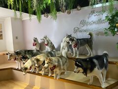 -Husky Go! 哈士奇体验馆·宠物咖啡厅狗咖