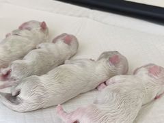 -瑞鹏宠物医院·爱宠堂·骨外专科(西荷分院)