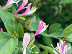 -昆山城市生态森林公园