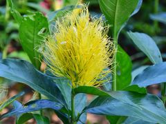 -中国科学院西双版纳热带植物园