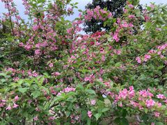 -铁山坪森林公园