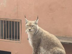 -青藏高原野生动物园
