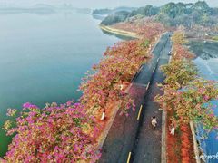 -松山湖南湖湾露营营地