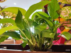 -又一间茶点轩(百汇广场店)