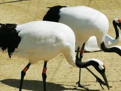 -盐城丹顶鹤湿地生态旅游区