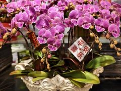 -双季花艺园艺市场(浦东店)