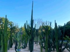 -东莞植物园