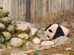 -成都大熊猫繁育研究基地