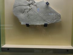 -辽宁古生物博物馆