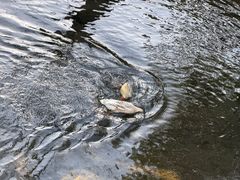 -石台牯牛降景区