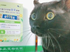 -半岛宠物医院24小时(科华中路店)