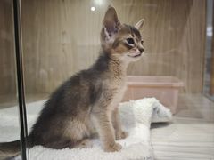 -屋虎猫馆(宝安大仟里店)