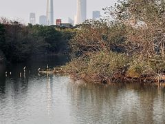 -海珠湖公园