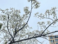 -高东镇樱花园